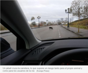 Puentes para jabalíes, túneles para anfibios y autopistas rojas: así evolucionan las carreteras para evitar atropellos de animales